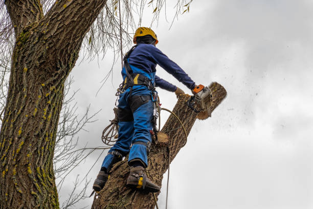 Reliable West Fargo, ND Tree Service Solutions